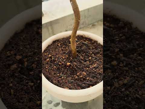 黒くなった植物の対処法は？美しい緑の葉を作るための4つの解決策!  庭園