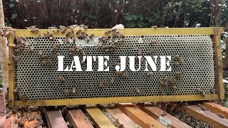 Late June | #colesfarmnc #jacksonvillenc #beekeeping