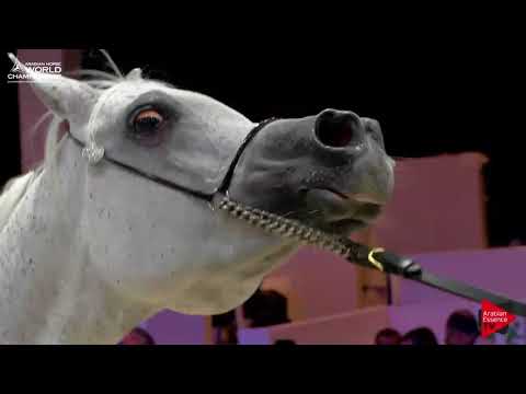 N.69 TEHAMA BALLALINA - Paris 2017 - Senior Mares (Class CM3B)