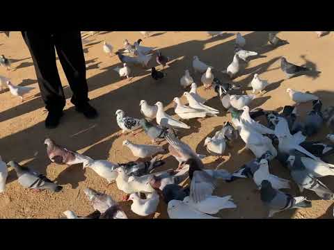 Parque de Maria Luisa