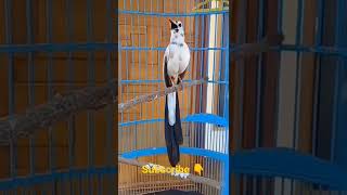 Download lagu Murai Batu Blorok Gacor Parah mp3 Download lagu Murai Batu Blorok Gacor Parah mp3