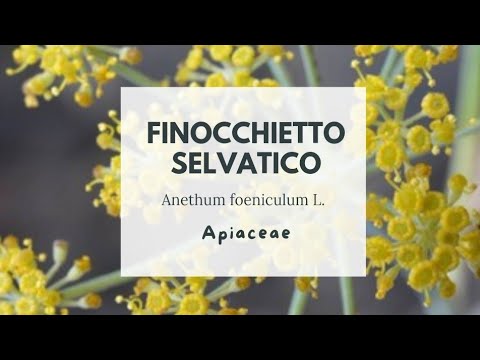 WILD FENNEL - Anethum foeniculum L. - Apiaceae - Wild fennel