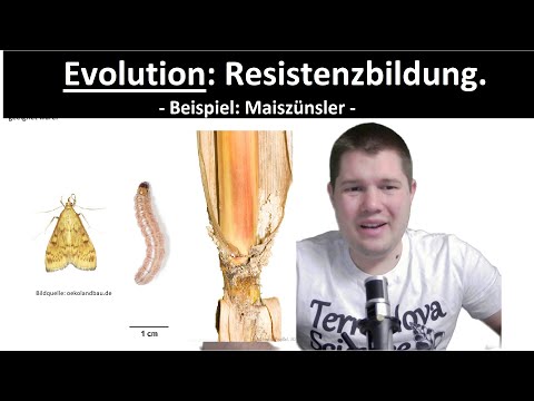 ABI-TRAINING - Evolution (7): Resistenzbildung | Beispiel: Maiszünsler