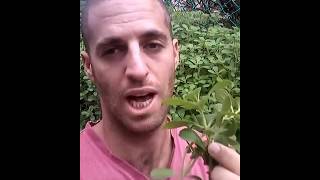 ייחורים - לא צריך לרוץ למשתלה