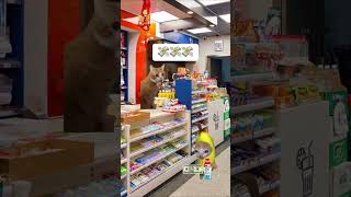 Download lagu Buy a drink #cat #memes #funny #shortsviral mp3 Download lagu Buy a drink #cat #memes #funny #shortsviral mp3