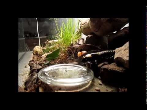 Der Lurch hat HUNGER