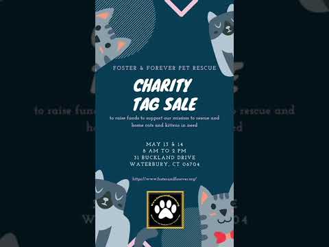 Our upcoming charity tag sale!||Foster and Forever Pet Rescue || #cat #petrescue #pets #shorts