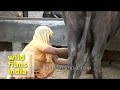 Indian Village Woman Milking Buffalo By Hand Uttar Pradesh