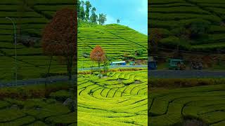 Download lagu Suasana Kebun teh Ciwidey bandung  #ciwidey #bestview #bandungjuara #pemandangan #ciwideybandung mp3