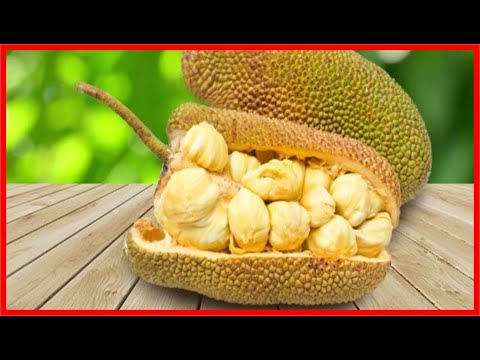 Os 10 Benefícios da Jaca Para Saúde! | Dicas de Saúde