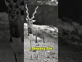 Captivating Captivity  The Graceful Antelope's Life in Confinement #antelopes