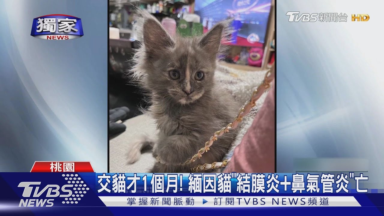 32萬買3隻緬因貓「1死1重症」 男怒控貓舍詐騙