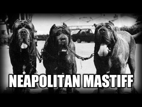THE NEAPOLITAN MASTIFF - A QUICK LOOK AT THE HISTORY AND BREED STANDARD