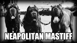 Download lagu THE NEAPOLITAN MASTIFF - A QUICK LOOK AT THE HISTORY AND BREED STANDARD mp3