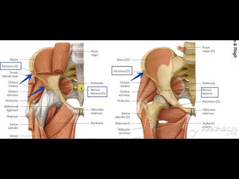 Rectus Femoris muscle 2