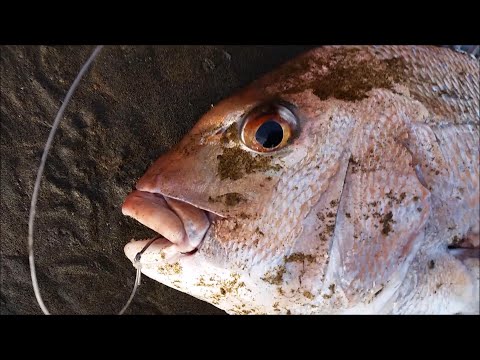 Shellfish Bait vs Fish Bait - NZ Surfcasting