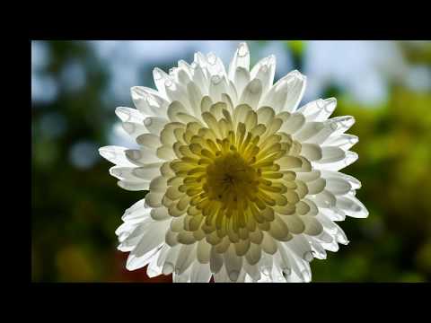 Macro & Close up - Fawzi Demmane Photography