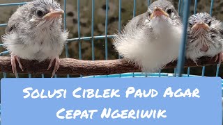 Download lagu Solusi Ciblek Paud Agar Cepat Ngeriwik.Solusinya?Tonton sampai selesai!! mp3