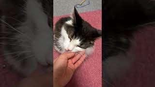 しつこくされすぎた猫【ノル猫ミロシー】 #shorts
