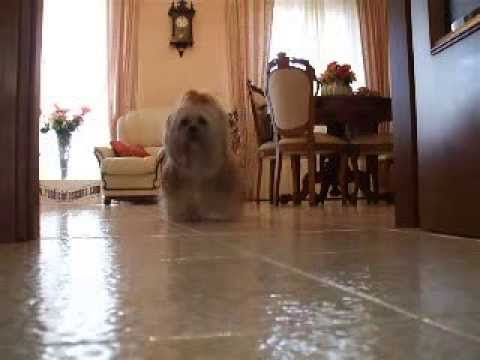 LeoYashin  pelosone a 4 zampe