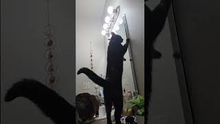 Download lagu #cat #kitty #kitten #funnycats @007hails1 mp3