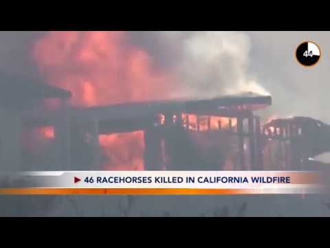 Front Desk : 46 RACEHORSES KILLED IN CALIFORNIA WILDFIRE