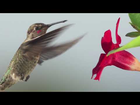 Ho anao anio 13 Aogaositra 2023