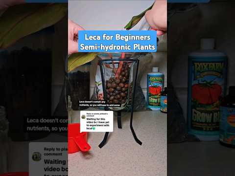 L.E.C.A. for Beginners #Growing #IndoorPlants #SemiHydroponics