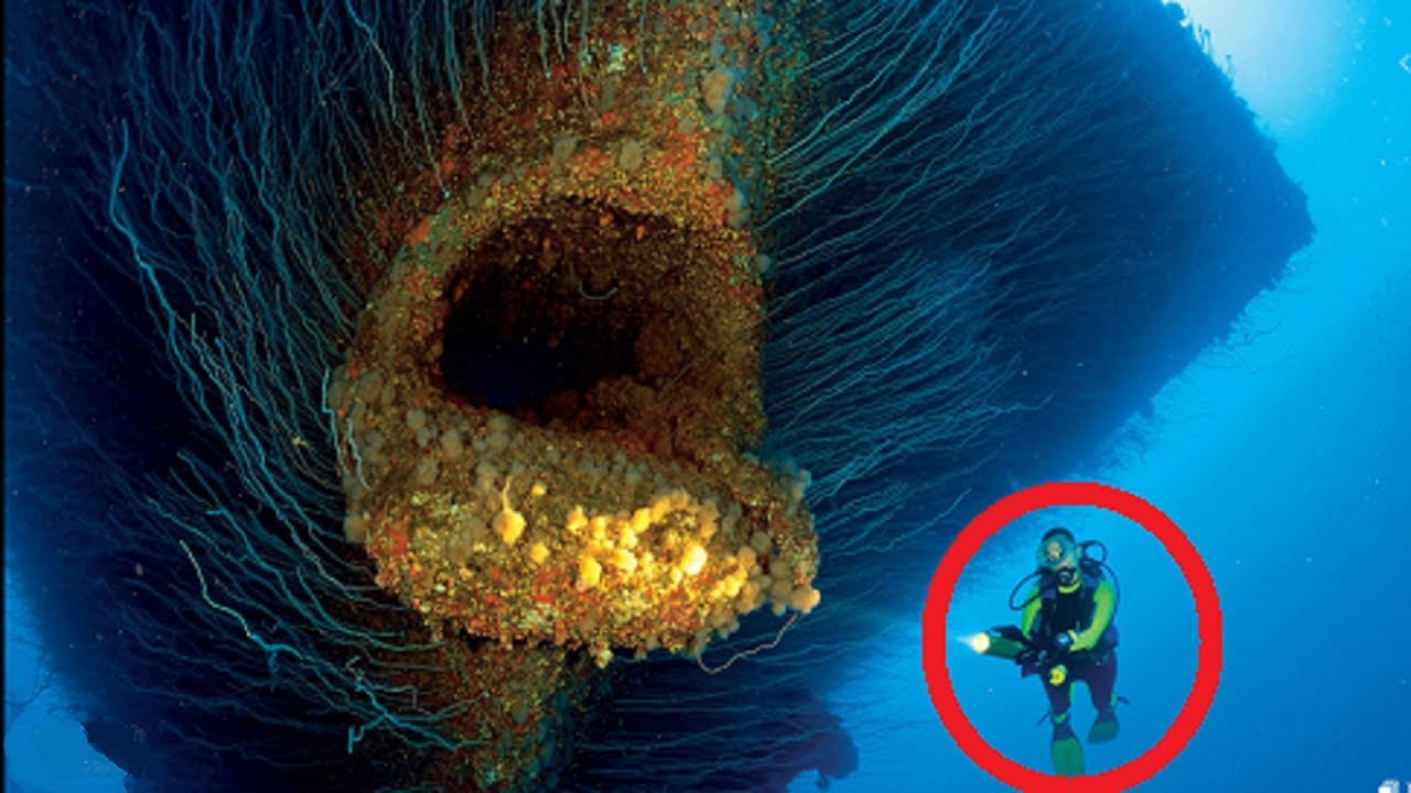 【衝撃】実際に存在した海の怪物たち ４選