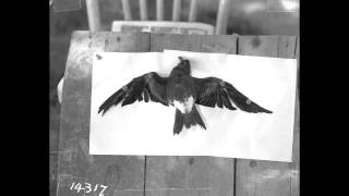 STEVE LACY TRIO Prayer