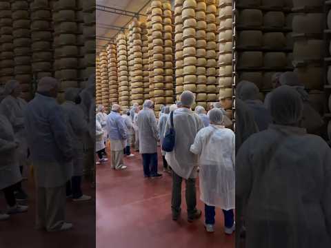 Sampling Parmigiano-Regganio cheese in Parma #shorts #parma #travelshorts #italianfood #italy