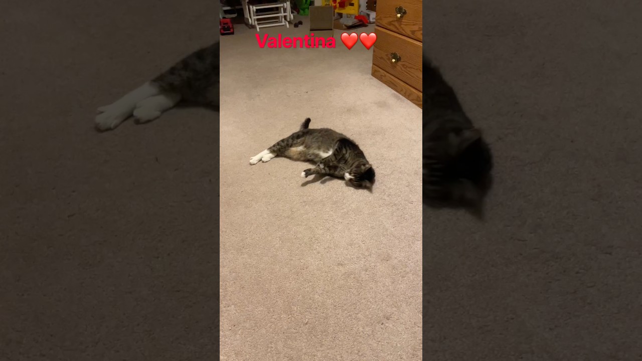 Val, a ADOPTABLE Domestic Short Hair in East Brunswick, NJ video 5/6