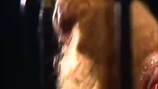 Trace - King-Bird (Live at Muziek Winkel, 1977)