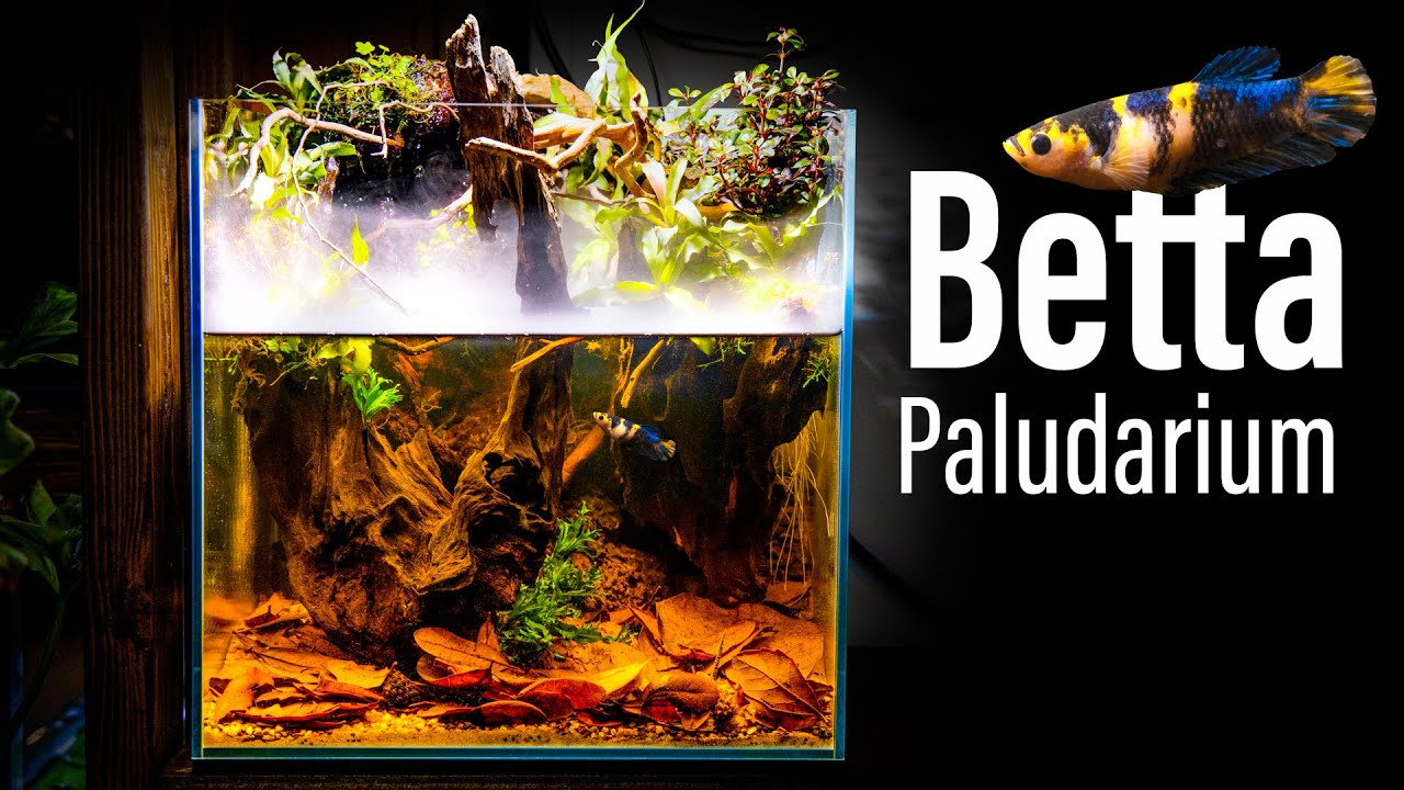 Mist Dripwall Betta Paludarium