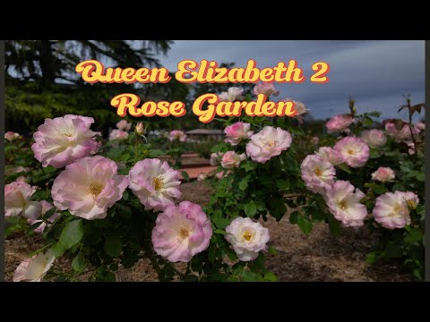 Thumbnail for Queen Elizabeth 2 Rose Garden, Baulkham Hills NSW