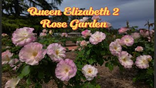 Queen Elizabeth 2 Rose Garden, Baulkham Hills NSW