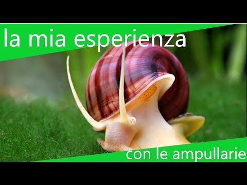 Parassita nuova stagione Quali parassiti possono vivere in un corpo di essere umano di quadro