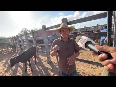Lots of cattle at the fair in Dois Riachos - AL 07 - 01 - 2026 #northeast