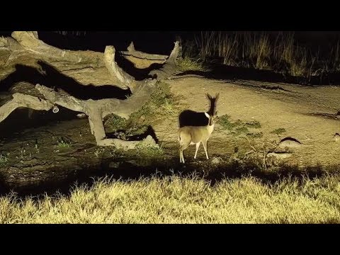 Djuma: Grey Duiker female gets drink from the pan- - 20:12 - 05/18/19