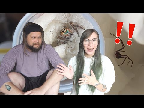 Unboxing SCARY! RECLUSE! and JUMPING SPIDER PAIRS with Mr. tarantula kat