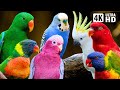 Most Beautiful Parrots of Australia | Colourful Birds | Relaxing Nature Sounds | Australian Wildlife DEFAULT Thumbnail