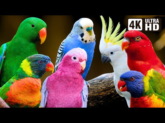 Most Beautiful Parrots of Australia | Colourful Birds | Relaxing Nature Sounds | Australian Wildlife SDDEFAULT Thumbnail
