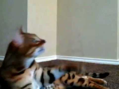 bengal cat playing (dexter)