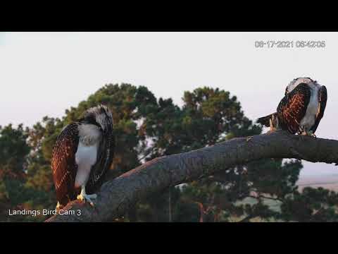 Savannah Osprey Fledglings Hang Out Together On Branch – June 17, 2021