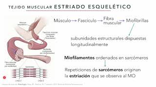 Tejido Muscular - Biología Celular y Tisular