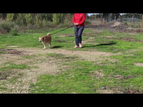 Vídeo de KIZA