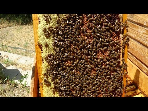 Состояние пчелы в июне на апиулье