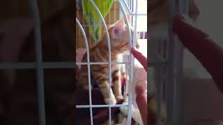 子猫と再開!! #shorts