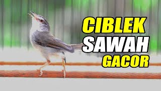 Download lagu PANCINGAN CIWAH CIBLEK SAWAH GACOR mp3