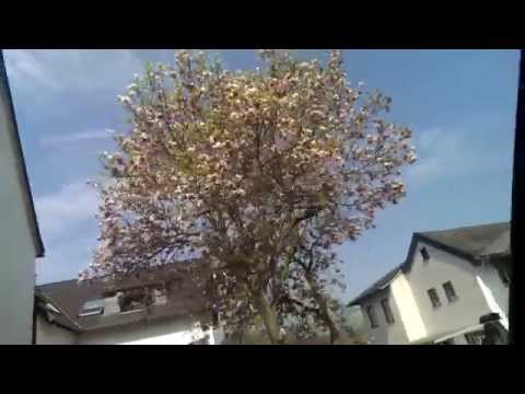 Tulpenbaum in Deutschland